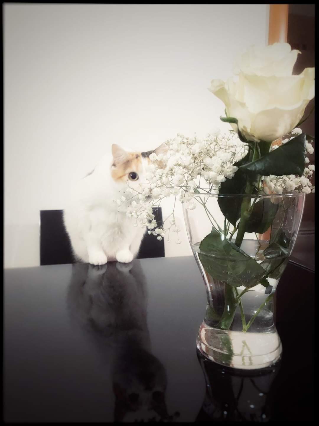 La poesia degli animali