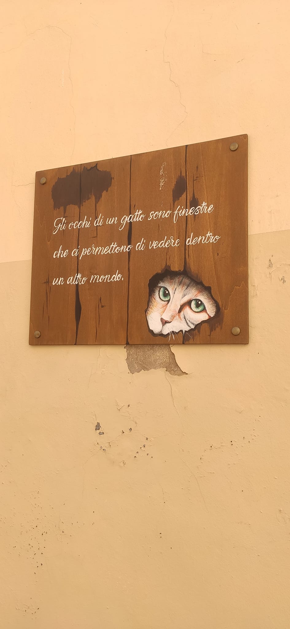 I gatti di Città Sant’Angelo