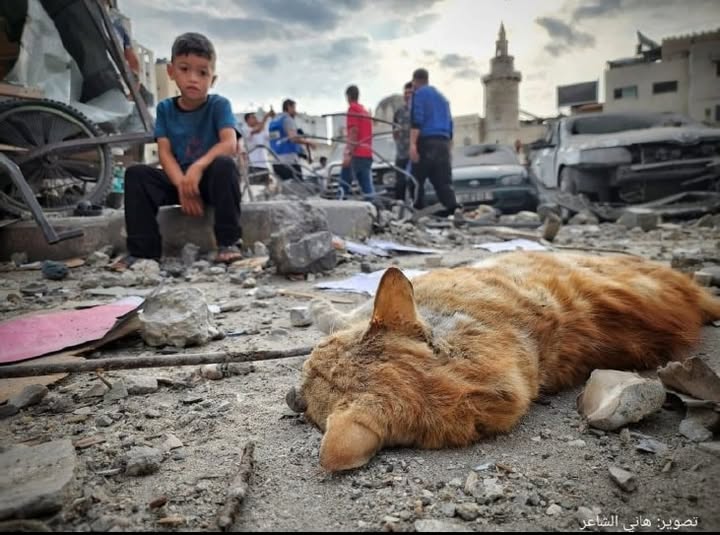 Animali in guerra